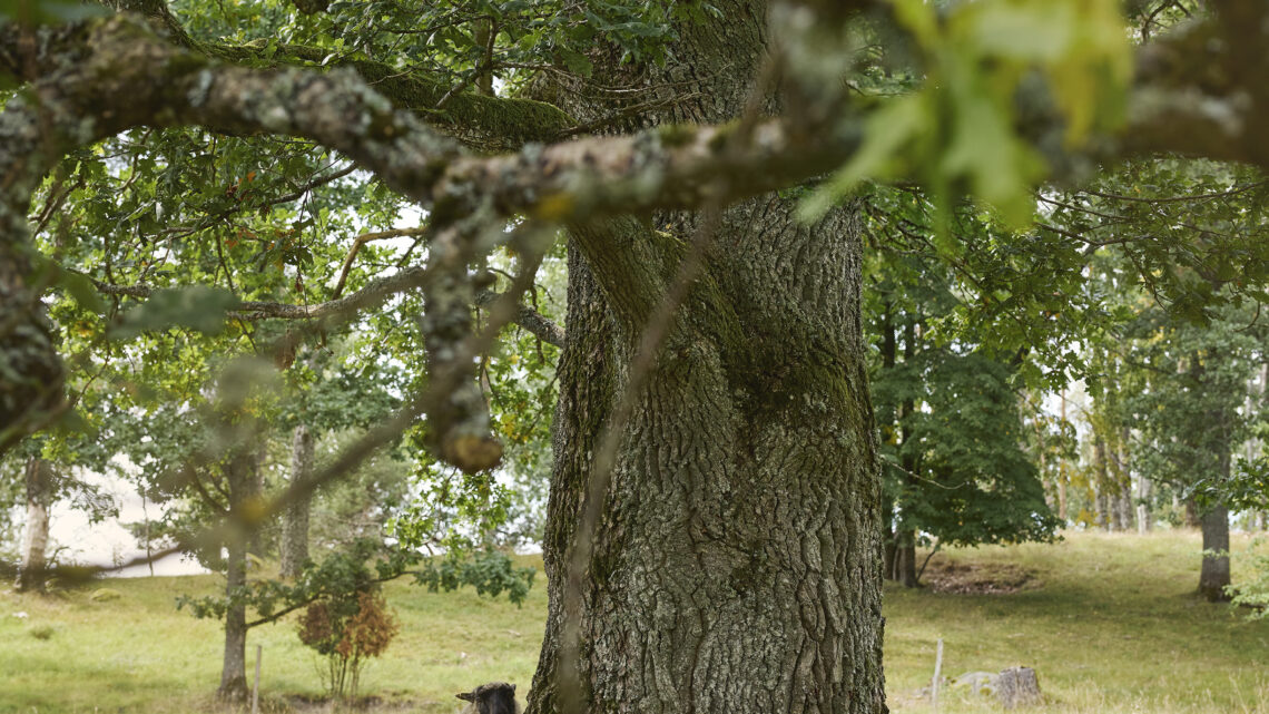 ll lindeborgs ekoretreat 26448